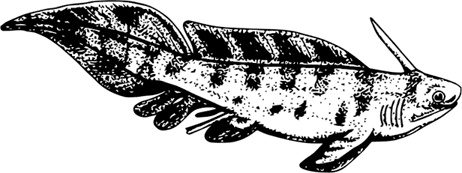 Иллюстрация к книге — Палеонтология антрополога. Книга 1. Докембрий и палеозой [i_067.jpg]