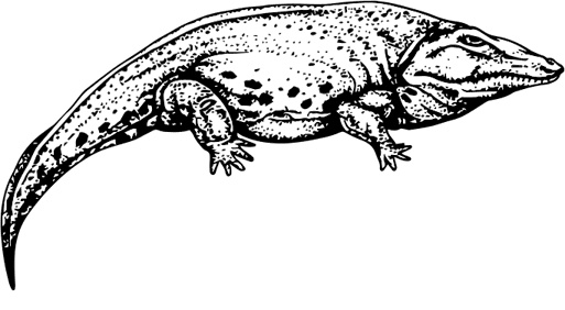 Иллюстрация к книге — Палеонтология антрополога. Книга 1. Докембрий и палеозой [i_068.jpg]