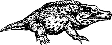 Иллюстрация к книге — Палеонтология антрополога. Книга 1. Докембрий и палеозой [i_069.jpg]