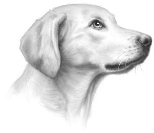 Иллюстрация к книге — Дорога к дому [i_002.jpg]