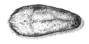 Иллюстрация к книге — Кроха [i_010.jpg]