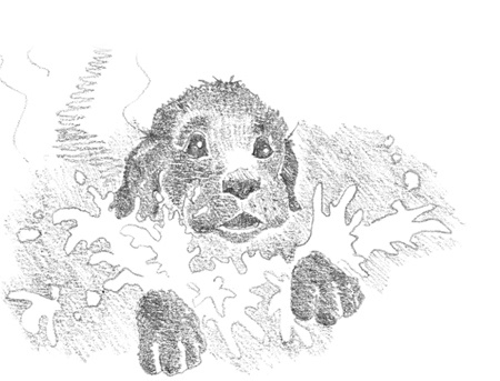 Иллюстрация к книге — Щенок Фред, или Уплывший дом [block_001144117.jpg]