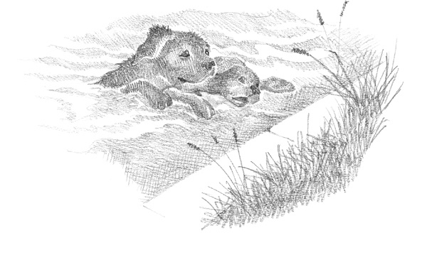 Иллюстрация к книге — Щенок Фред, или Уплывший дом [block_001144122.jpg]