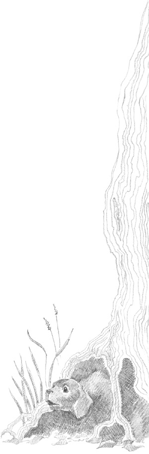 Иллюстрация к книге — Щенок Фред, или Уплывший дом [block_00114479.jpg_0.jpg]