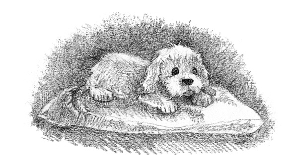 Иллюстрация к книге — Щенок Молли, или Ищу хозяйку [block_001144105.jpg]