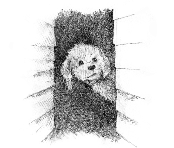 Иллюстрация к книге — Щенок Молли, или Ищу хозяйку [block_00114461.jpg]