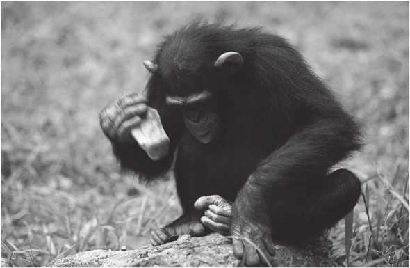 Иллюстрация к книге — Энергия и цивилизация [i_002.jpg]