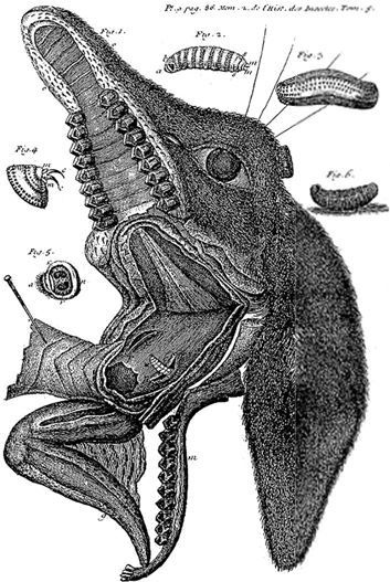 Иллюстрация к книге — Взламывая биологию [i_058.jpg]