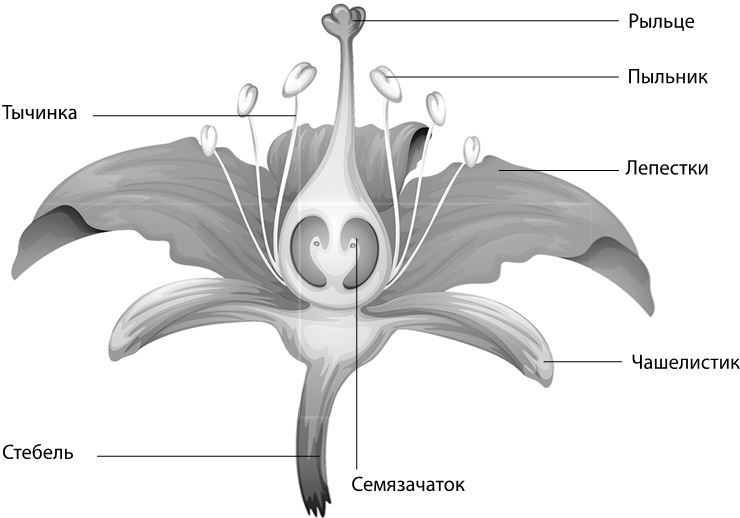Иллюстрация к книге — Взламывая биологию [i_062.jpg]