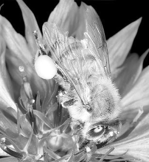 Иллюстрация к книге — Взламывая биологию [i_063.jpg]