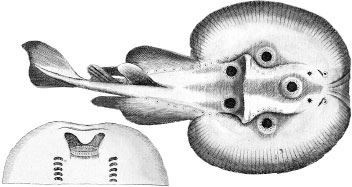 Иллюстрация к книге — Взламывая биологию [i_083.jpg]