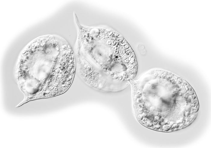 Иллюстрация к книге — Взламывая биологию [i_135.jpg]