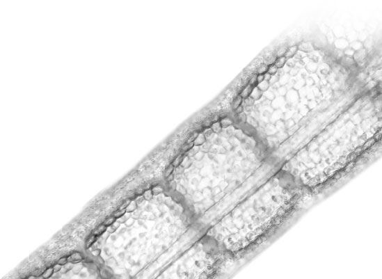 Иллюстрация к книге — Взламывая биологию [i_142.jpg]