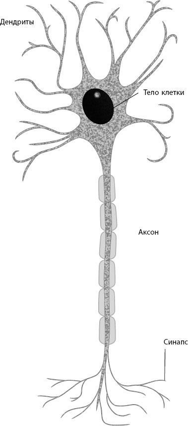 Иллюстрация к книге — Взламывая биологию [i_155.jpg]