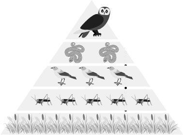 Иллюстрация к книге — Взламывая биологию [i_165.jpg]