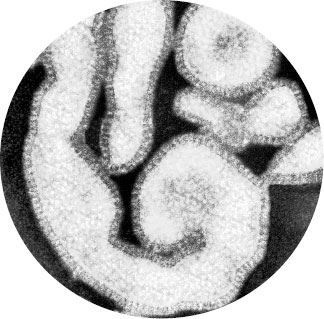 Иллюстрация к книге — Взламывая биологию [i_175.jpg]