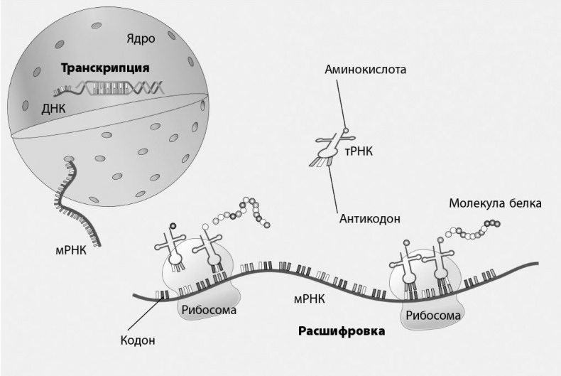 Иллюстрация к книге — Взламывая биологию [i_193.jpg]