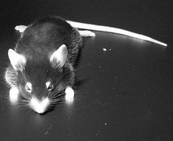 Иллюстрация к книге — Взламывая биологию [i_203.jpg]