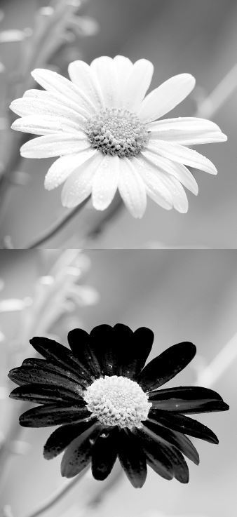 Иллюстрация к книге — Взламывая биологию [i_204.jpg]