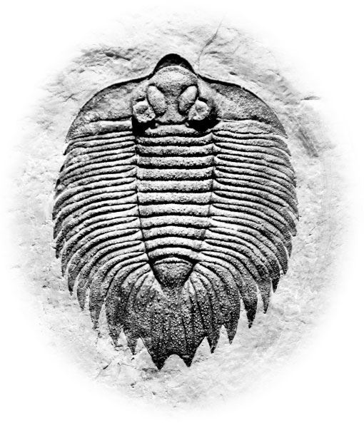 Иллюстрация к книге — Взламывая биологию [i_211.jpg]