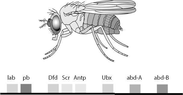 Иллюстрация к книге — Взламывая биологию [i_213.jpg]