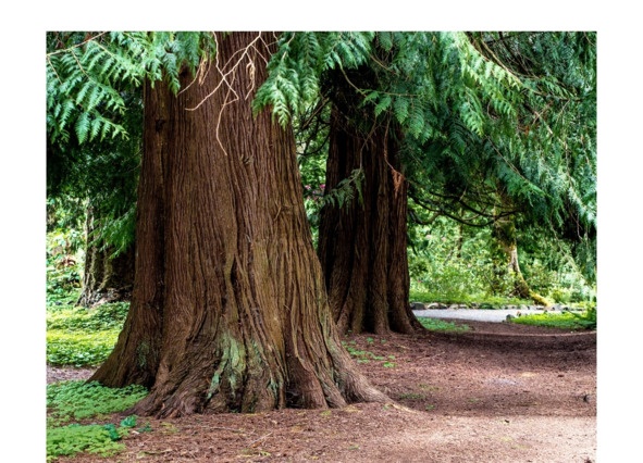 Иллюстрация к книге — Поэзия Басё. Перевод и смысл [image10_5dc52f3f93a3b10700161ef8_jpg.jpg]