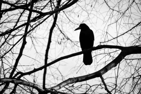 Иллюстрация к книге — Поэзия Басё. Перевод и смысл [image1_5dbaa9e79eb56f4a8aa566f3_jpg.jpg]