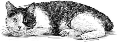 Иллюстрация к книге — Нежная магия Тосканы. Вино, коты и призраки [i_010.jpg]