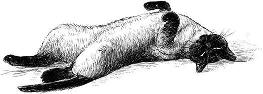 Иллюстрация к книге — Нежная магия Тосканы. Вино, коты и призраки [i_011.jpg]