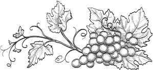 Иллюстрация к книге — Нежная магия Тосканы. Вино, коты и призраки [i_024.jpg]