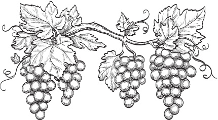 Иллюстрация к книге — Нежная магия Тосканы. Вино, коты и призраки [i_035.jpg]