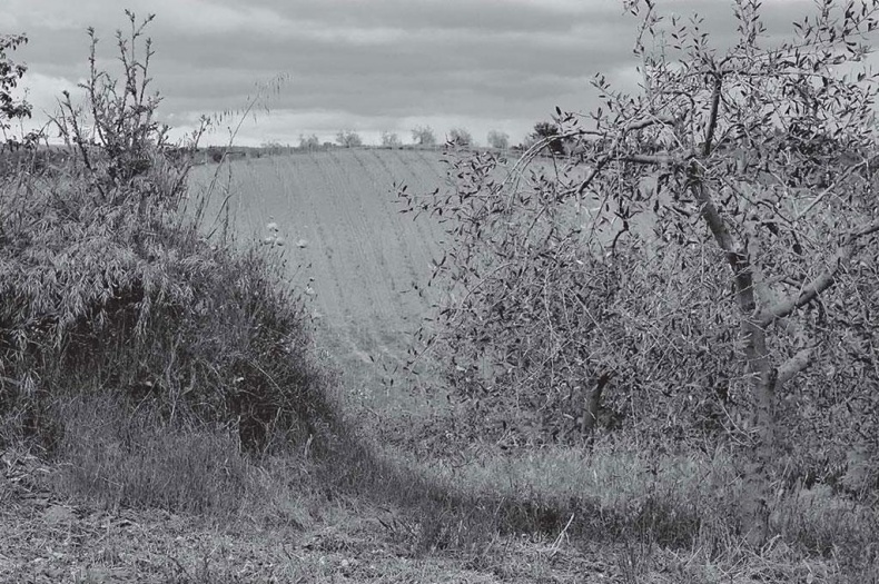 Иллюстрация к книге — Нежная магия Тосканы. Вино, коты и призраки [i_067.jpg]