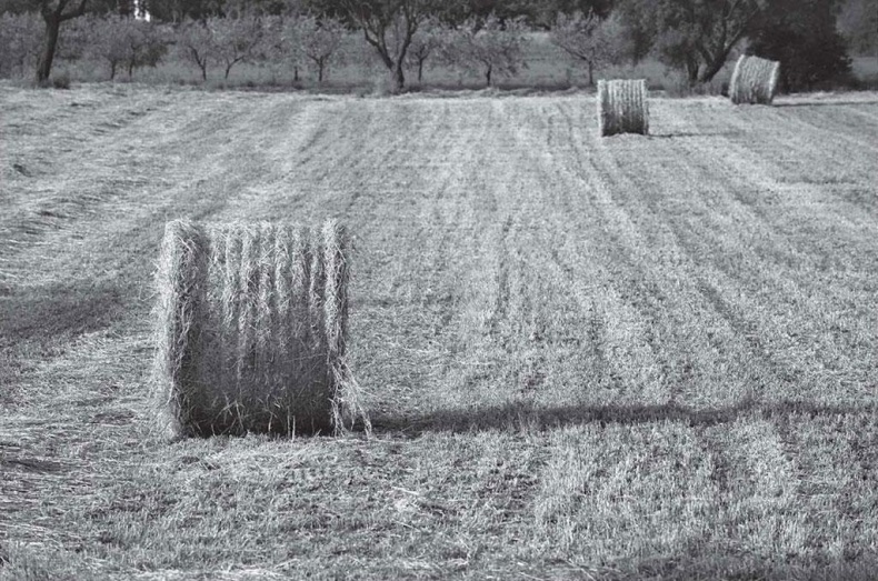 Иллюстрация к книге — Нежная магия Тосканы. Вино, коты и призраки [i_075.jpg]