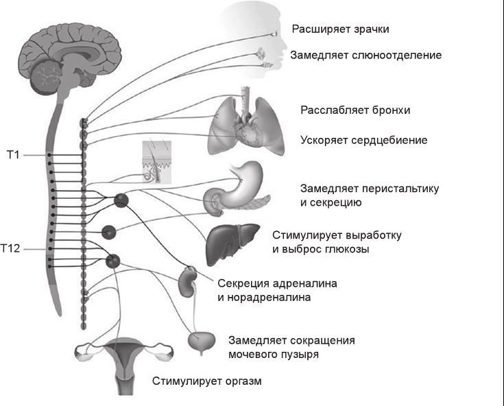 Иллюстрация к книге — Код убеждения. Как нейромаркетинг повышает продажи, эффективность рекламных кампаний и конверсию сайта [i_007.jpg]