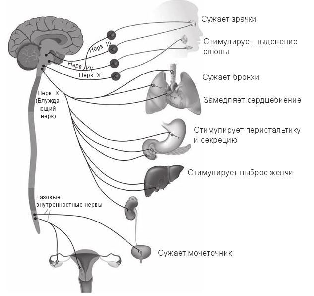 Иллюстрация к книге — Код убеждения. Как нейромаркетинг повышает продажи, эффективность рекламных кампаний и конверсию сайта [i_008.jpg]