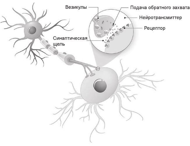 Иллюстрация к книге — Код убеждения. Как нейромаркетинг повышает продажи, эффективность рекламных кампаний и конверсию сайта [i_010.jpg]