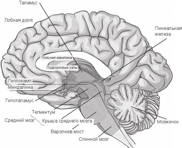 Иллюстрация к книге — Код убеждения. Как нейромаркетинг повышает продажи, эффективность рекламных кампаний и конверсию сайта [i_011.jpg]