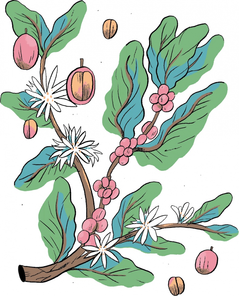 Иллюстрация к книге — Магия кофе. Полная энциклопедия [i_002.jpg]