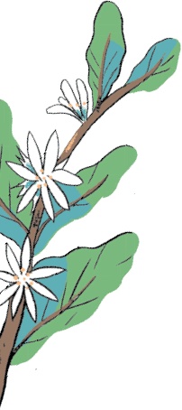 Иллюстрация к книге — Магия кофе. Полная энциклопедия [i_003.jpg]