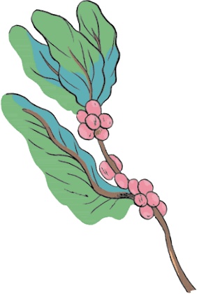 Иллюстрация к книге — Магия кофе. Полная энциклопедия [i_005.jpg]