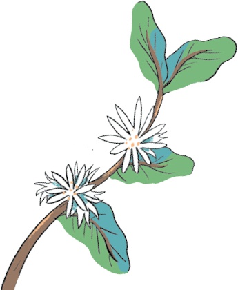 Иллюстрация к книге — Магия кофе. Полная энциклопедия [i_006.jpg]