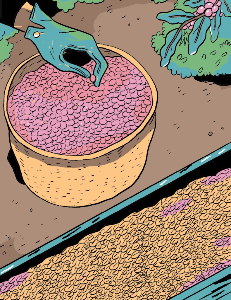 Иллюстрация к книге — Магия кофе. Полная энциклопедия [i_011.jpg]