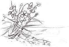 Иллюстрация к книге — Слушай птиц [i_013.jpg]