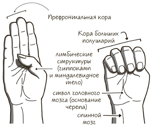 Иллюстрация к книге — Сознавание [i_017.jpg]