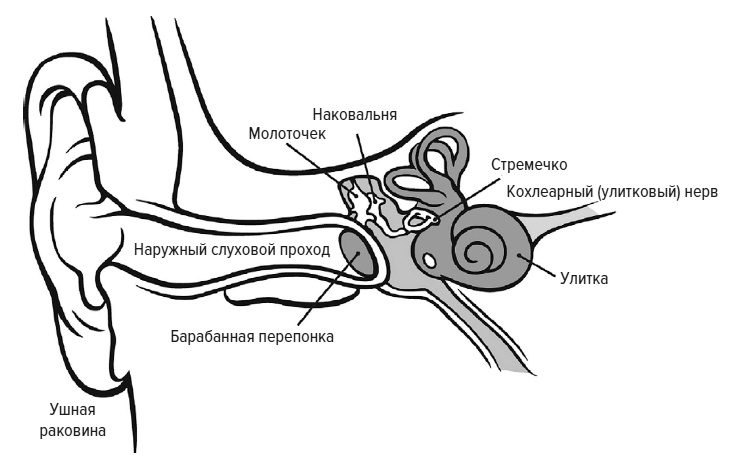 Иллюстрация к книге — Зачем мы говорим [i_003.jpg]