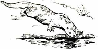 Иллюстрация к книге — Том в горах [i_011.jpg]