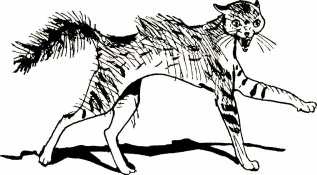 Иллюстрация к книге — Том в горах [i_012.jpg]