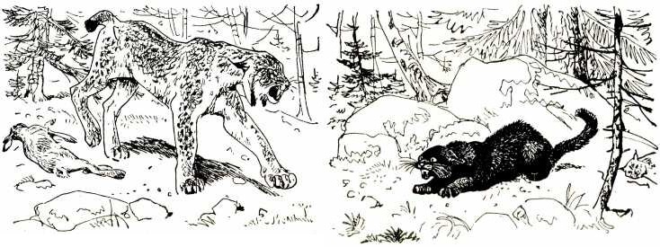 Иллюстрация к книге — Том в горах [i_028.jpg]