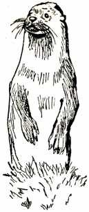 Иллюстрация к книге — Том в горах [i_031.jpg]