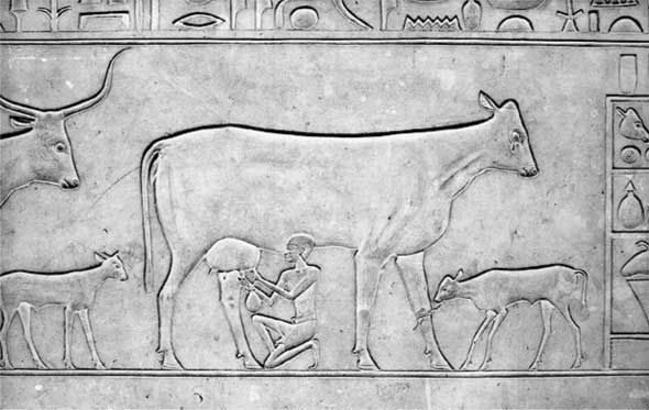 Иллюстрация к книге — Молоко! Самый спорный продукт [i_004.jpg]